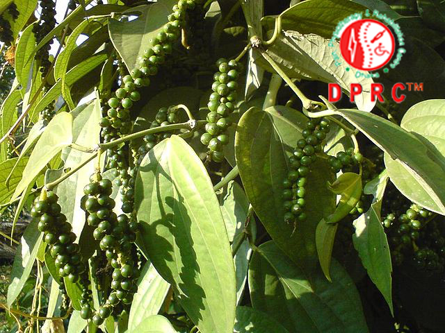 Black pepper