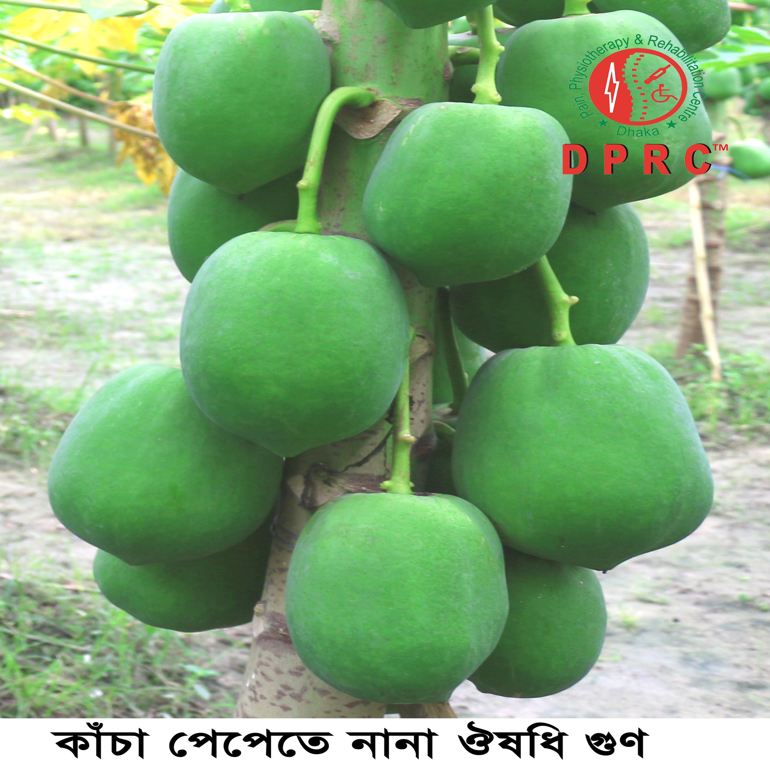 কাঁচা পেপেতে নানা ঔষধি গুণ
