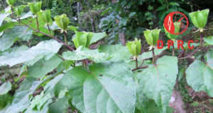 ওলটকম্বল