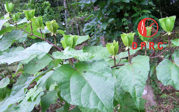 ওলটকম্বল