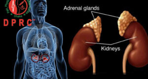 অ্যাড্রেনাল গ্ল্যান্ড