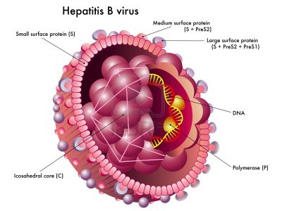 Acute Hepatitis B